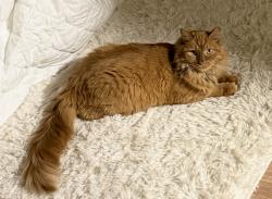 Lost Male Cat last seen He went out the back into the yard, crossing between the neighboring hses! Between the streets Bona Dea Blv, Rishel Circ, 6115 West, 6180 west and 4330 south , West Valley City, UT 84128