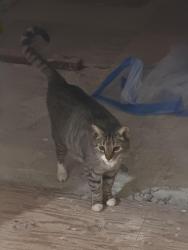 Lost Male Cat last seen Perada Dr & Kelobra ct , Walnut Creek, CA 94598
