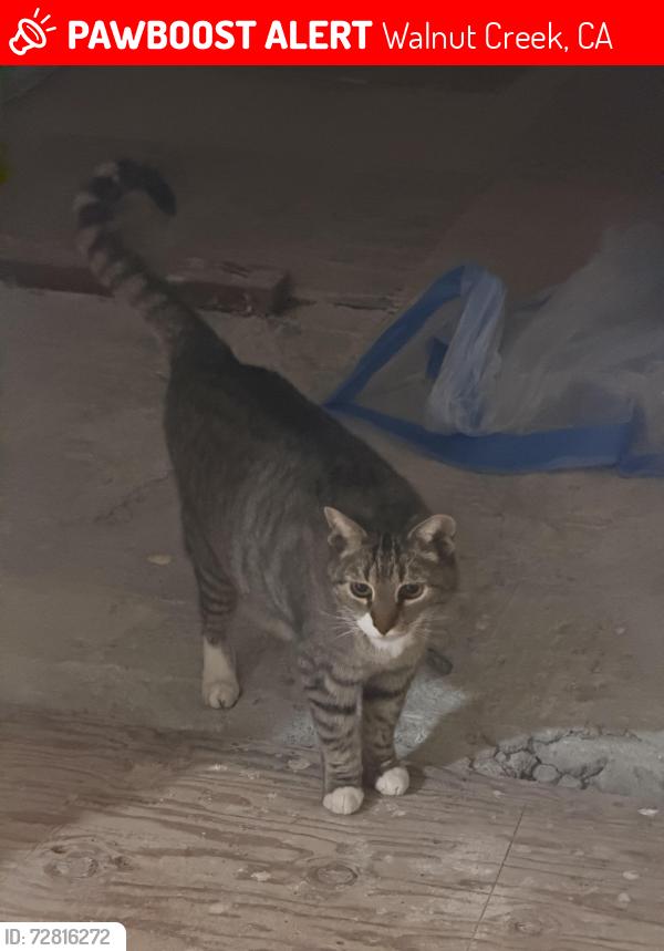 Lost Male Cat last seen Perada Dr & Kelobra ct , Walnut Creek, CA 94598