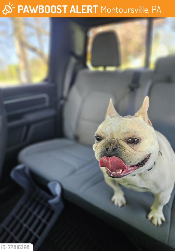 Found/Stray Unknown Dog last seen Near fairfield church road montoursville, Montoursville, PA 17754