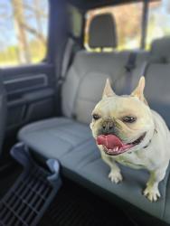 Found/Stray Unknown Dog last seen Near fairfield church road montoursville, Montoursville, PA 17754