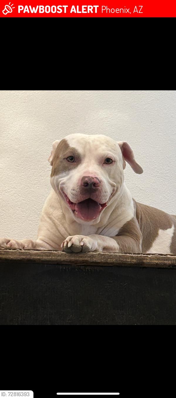 Lost Male Dog last seen 51st ave Thomas, Phoenix, AZ 85035