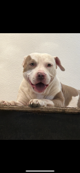 Lost Male Dog last seen 51st ave Thomas, Phoenix, AZ 85035