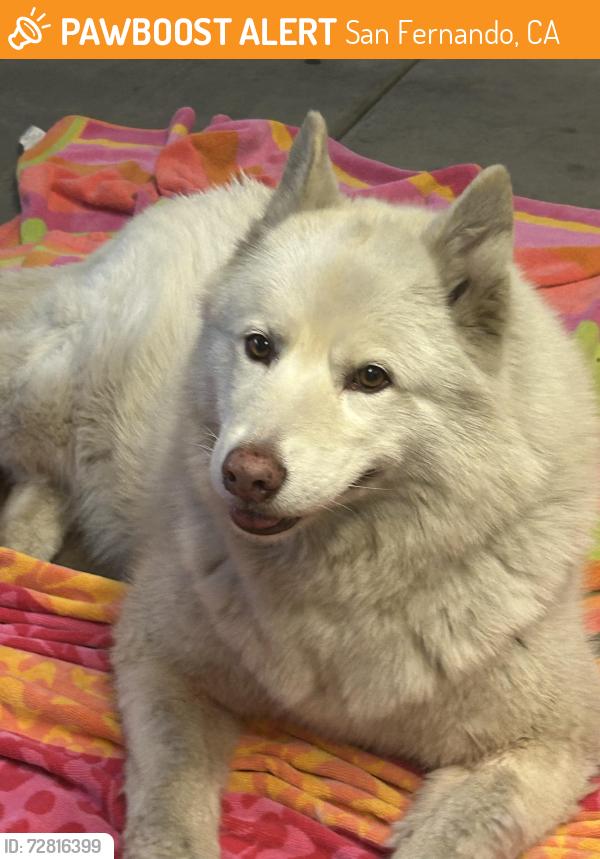 Found/Stray Female Dog last seen By Tres Hermanos / Midnight Hour Records, San Fernando, CA 91340