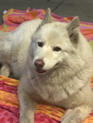Found/Stray Female Dog last seen By Tres Hermanos / Midnight Hour Records, San Fernando, CA 91340