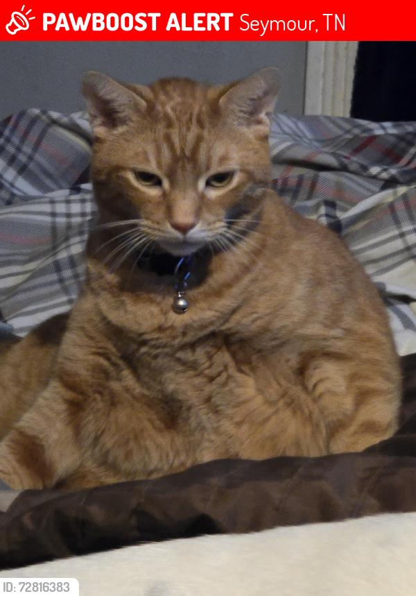 Lost Male Cat last seen Jess Town Lane and Dripping Springs Rd , Seymour, TN 37865