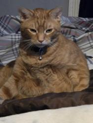 Lost Male Cat last seen Jess Town Lane and Dripping Springs Rd , Seymour, TN 37865