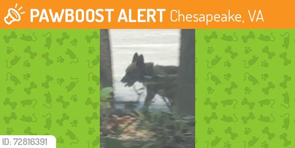 Found/Stray Unknown Dog last seen Thrasher Rd. & Morgan St. in Chesapeake (behind Starbucks), Chesapeake, VA 23320