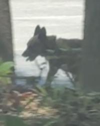 Found/Stray Unknown Dog last seen Thrasher Rd. & Morgan St. in Chesapeake (behind Starbucks), Chesapeake, VA 23320
