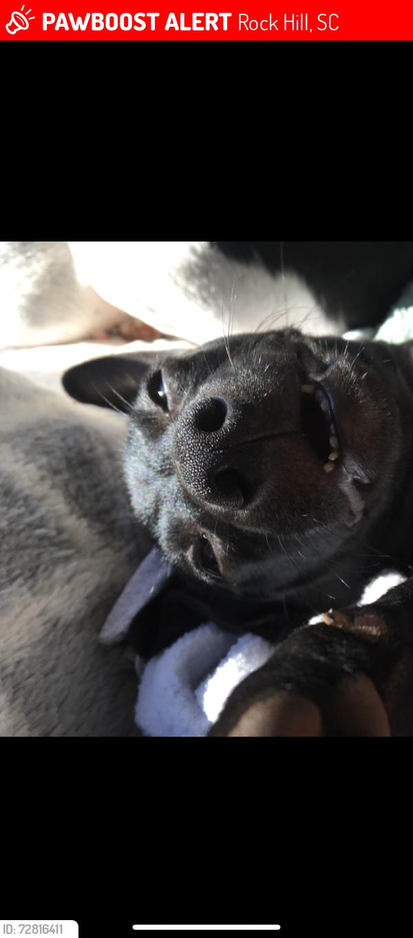 Lost Female Dog last seen India hook Methodist church, Rock Hill, SC 29732