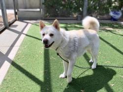 Shelter Stray Female Dog last seen , San Pedro, CA 90731