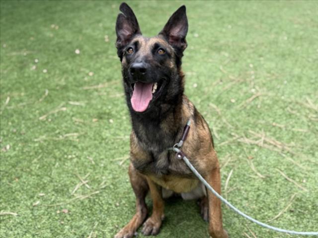 Shelter Stray Female Dog last seen , Los Angeles, CA 91405