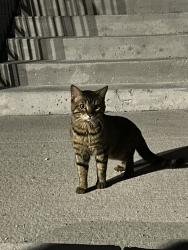 Found/Stray Unknown Cat last seen Creditview road and Brittania, Mississauga, ON L5V 1N4