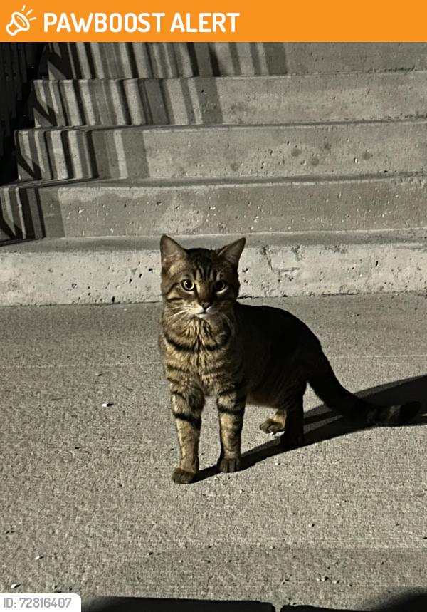 Found/Stray Unknown Cat last seen Creditview road and Brittania, Mississauga, ON L5V 1N4