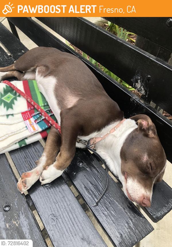 Found/Stray Female Dog last seen The Meux  Museum, Tulare & R St., Fresno, CA 93721
