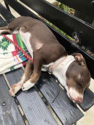 Found/Stray Female Dog last seen The Meux  Museum, Tulare & R St., Fresno, CA 93721
