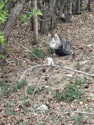 Found/Stray Unknown Cat last seen 45th & Reed Street , Wheat Ridge, CO 80033