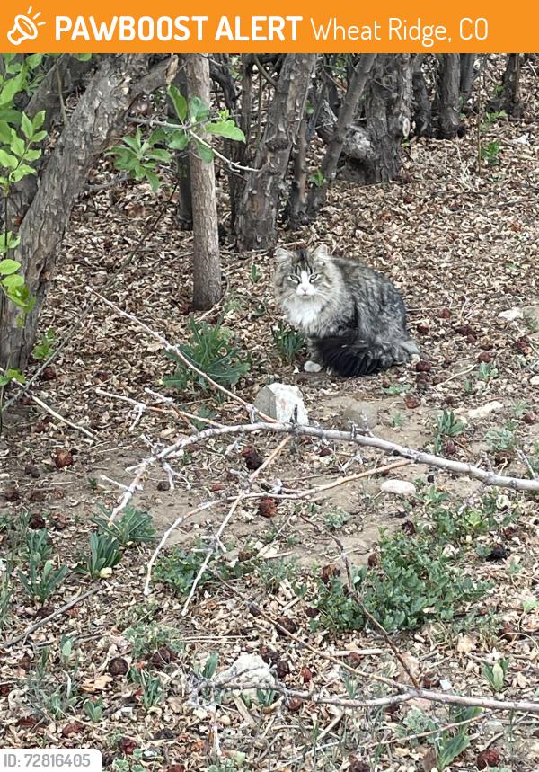 Found/Stray Unknown Cat last seen 45th & Reed Street , Wheat Ridge, CO 80033