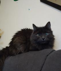 Lost Female Cat last seen 62nd and Monaco, Commerce City, CO 80022