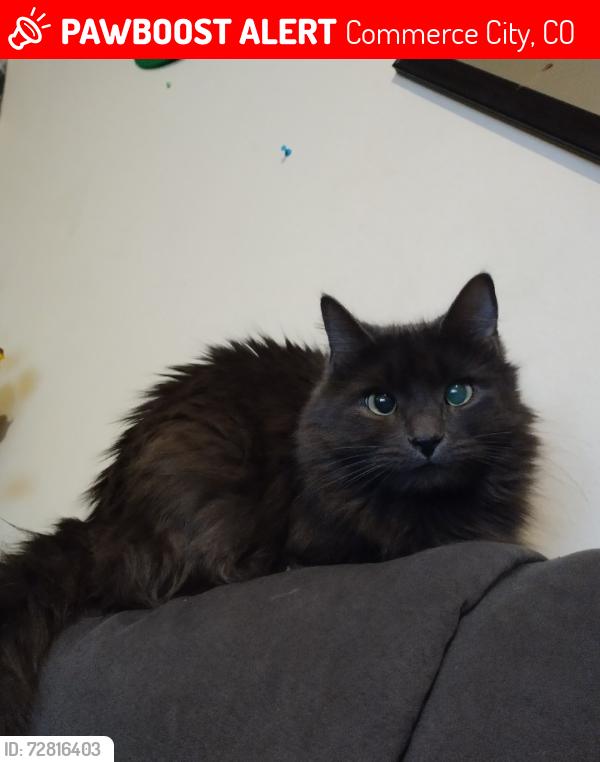 Lost Female Cat last seen 62nd and Monaco, Commerce City, CO 80022