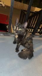 Lost Female Cat last seen Elbert lake , Winter Haven, FL 33881