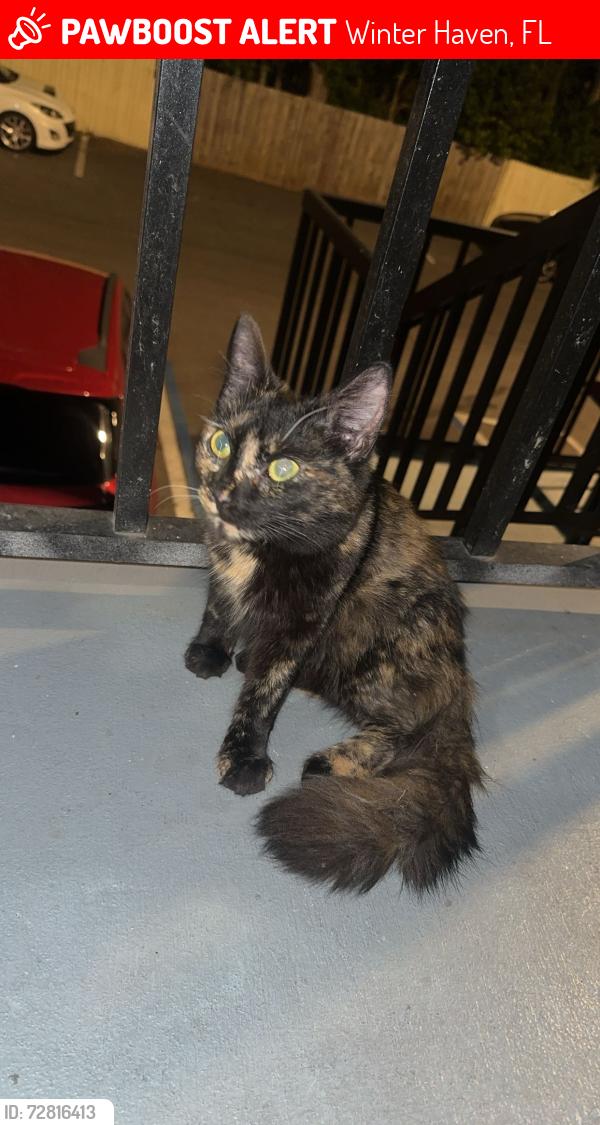 Lost Female Cat last seen Elbert lake , Winter Haven, FL 33881