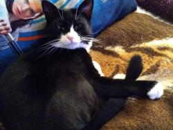 Lost Male Cat last seen E Nilson st., Brockton, MA 02302