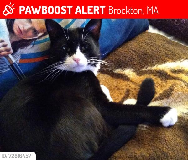 Lost Male Cat last seen E Nilson st., Brockton, MA 02302