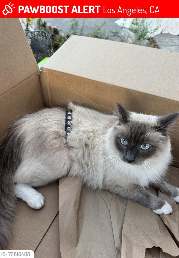Lost Male Cat last seen McCune & Corinth, Los Angeles, CA 90034