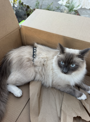 Lost Male Cat last seen McCune & Corinth, Los Angeles, CA 90034