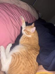 Lost Male Cat last seen Tropicana and Fort Apache, Las Vegas, NV 89147