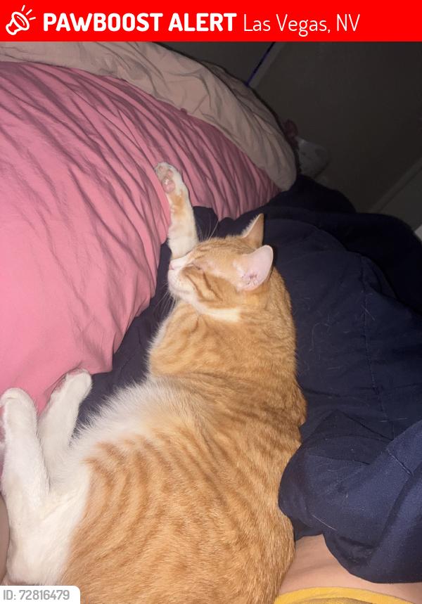 Lost Male Cat last seen Tropicana and Fort Apache, Las Vegas, NV 89147