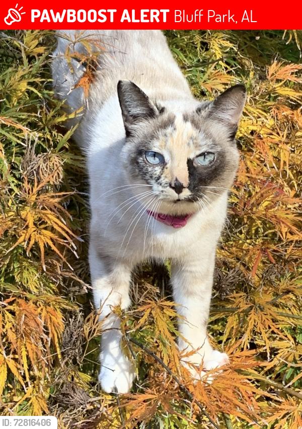 Lost Female Cat last seen Near basketball courts, Bluff Park, AL 35244