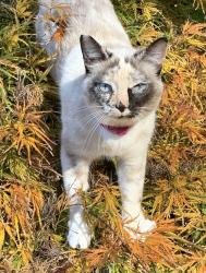 Lost Female Cat last seen Near basketball courts, Bluff Park, AL 35244