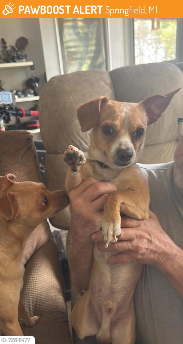 Found/Stray Male Dog last seen Goguac and Reynolds , Springfield, MI 49015