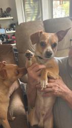 Found/Stray Male Dog last seen Goguac and Reynolds , Springfield, MI 49015