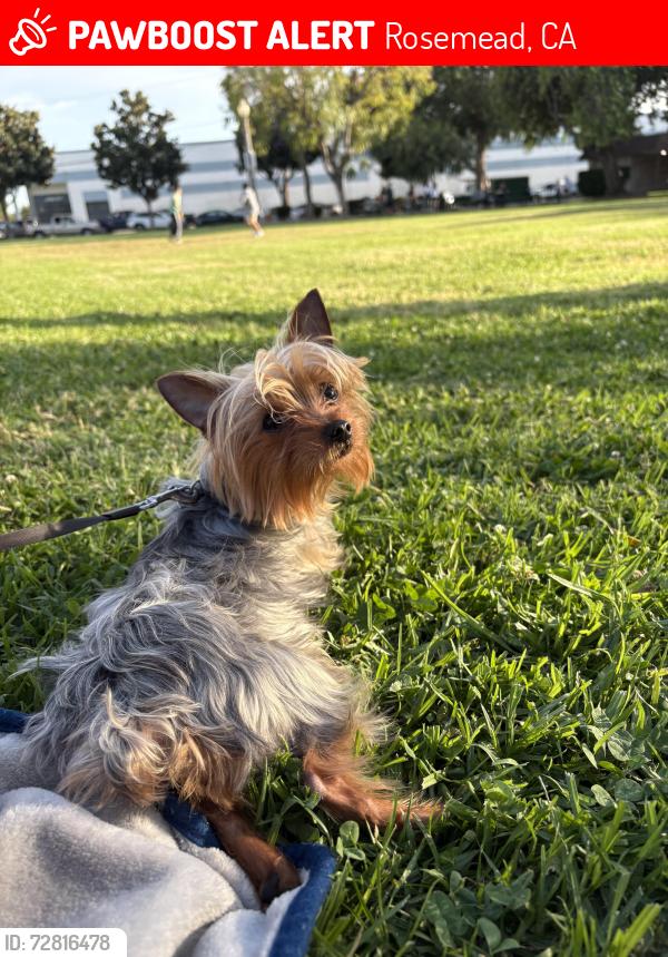 Lost Male Dog last seen Garvey Park, Rosemead, CA 91770