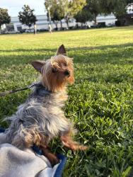 Lost Male Dog last seen Garvey Park, Rosemead, CA 91770