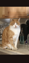 Lost Male Cat last seen Beechwood and Woodview Ct. Martinez CA, Martinez, CA 94553