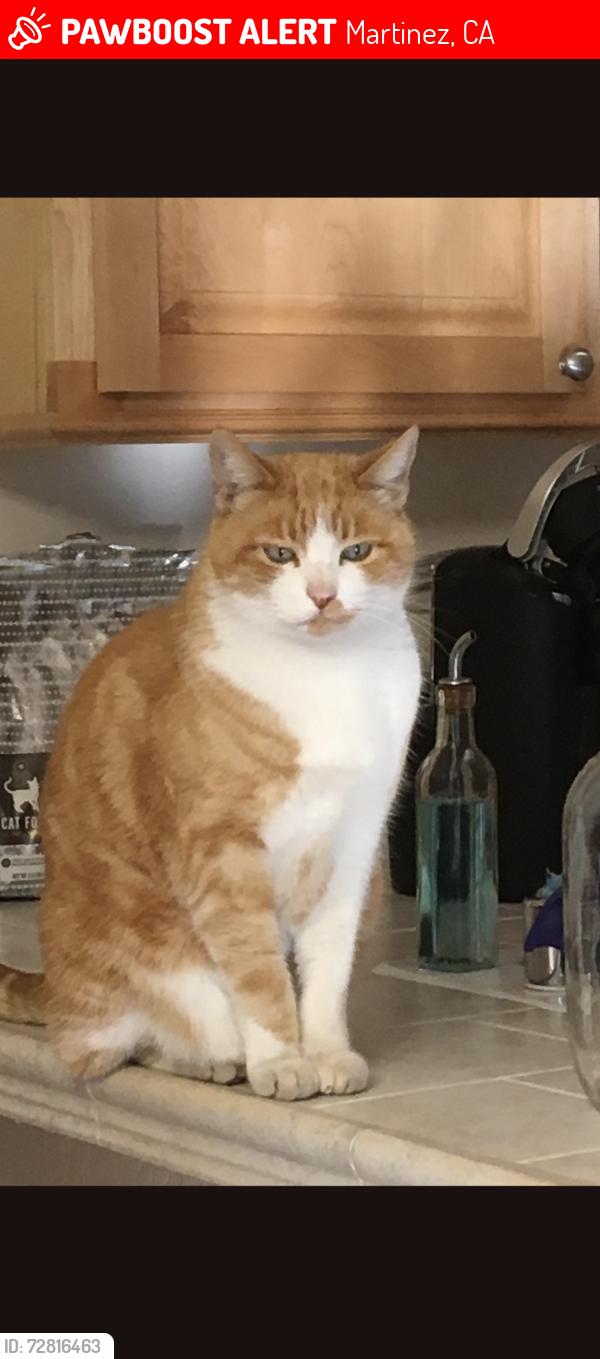 Lost Male Cat last seen Beechwood and Woodview Ct. Martinez CA, Martinez, CA 94553
