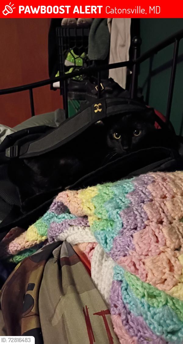 Lost Male Cat last seen S Rolling Rd and Brook Rd, Catonsville, MD 21228