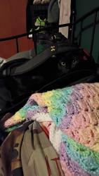 Lost Male Cat last seen S Rolling Rd and Brook Rd, Catonsville, MD 21228