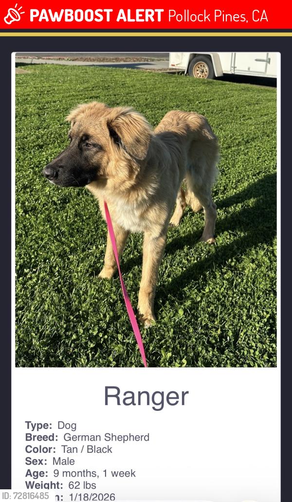 Lost Male Dog last seen Starkes grade rd. And Gemini rd , Pollock Pines, CA 95726