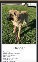 Lost Male Dog last seen Starkes grade rd. And Gemini rd , Pollock Pines, CA 95726