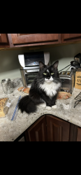 Lost Female Cat last seen rankin mill rd, Greensboro, NC 27405