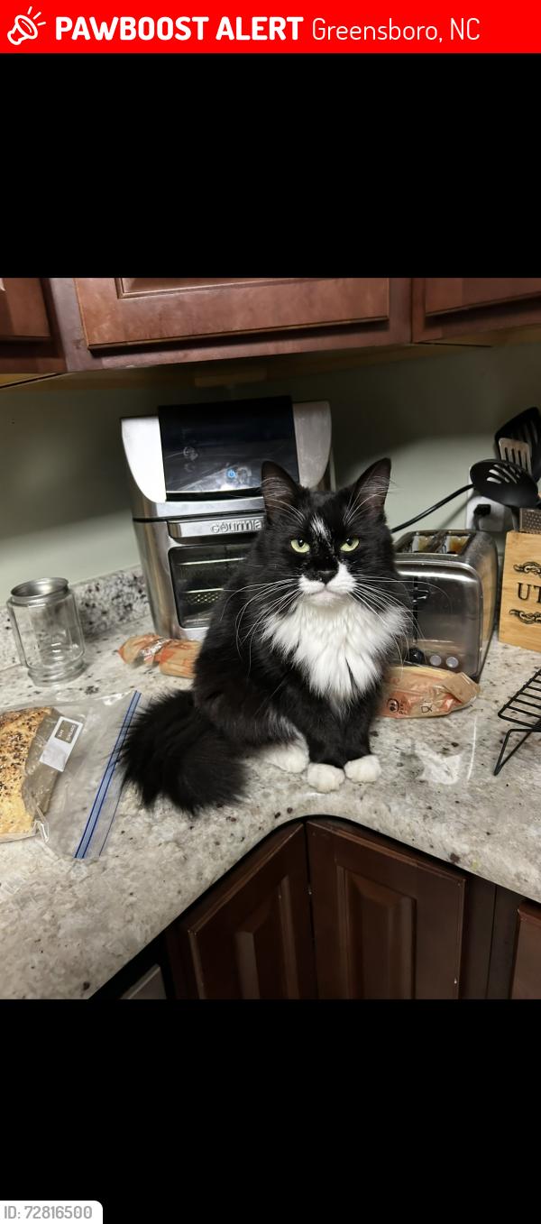 Lost Female Cat last seen rankin mill rd, Greensboro, NC 27405