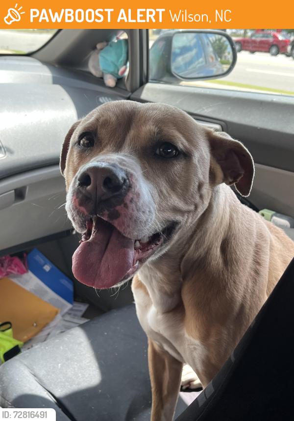 Found/Stray Female Dog last seen Driver store rd Wilson nc, Wilson, NC 27893