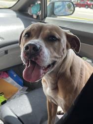 Found/Stray Female Dog last seen Driver store rd Wilson nc, Wilson, NC 27893