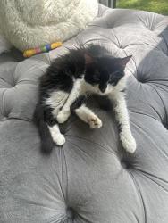 Found/Stray Female Cat last seen My backyard , Upper St. Clair Township, PA 15241