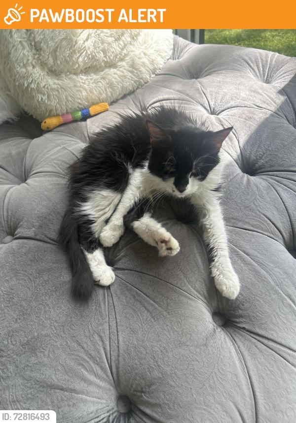 Found/Stray Female Cat last seen My backyard , Upper St. Clair Township, PA 15241